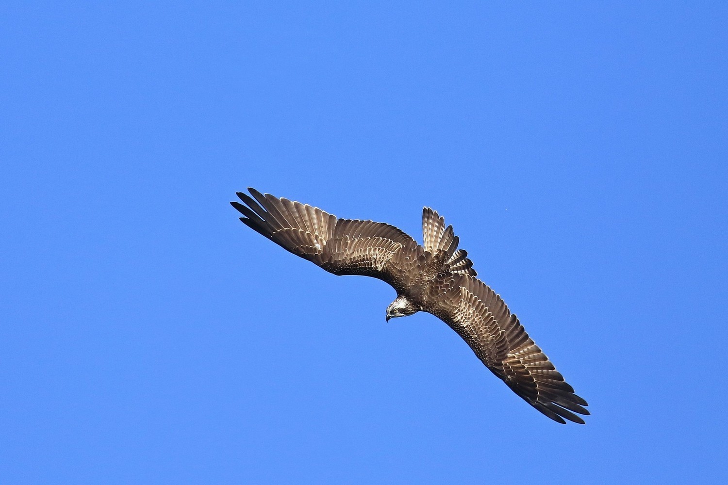 Falco pescatore ( Pandion haliaetus )